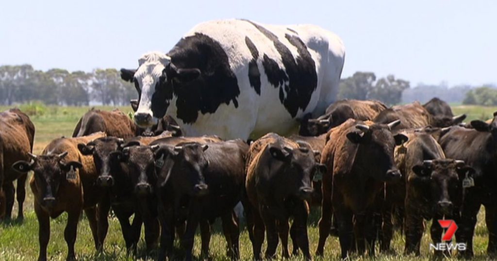 CGかと思った、、オーストラリアの巨大すぎる牛が話題に！大きくなりすぎたおかげで命が助かる！