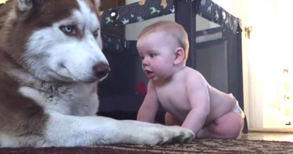 この組み合わせは卑怯！お互いに「親愛」の情を示し合うハスキー犬と赤ちゃんが可愛すぎる！