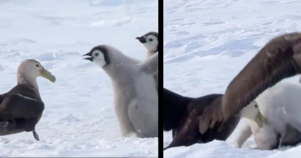 カモメに襲われる皇帝ペンギンのヒナたち。しかし、異種のヒーローが現れ立ちはだかる動画が話題に！