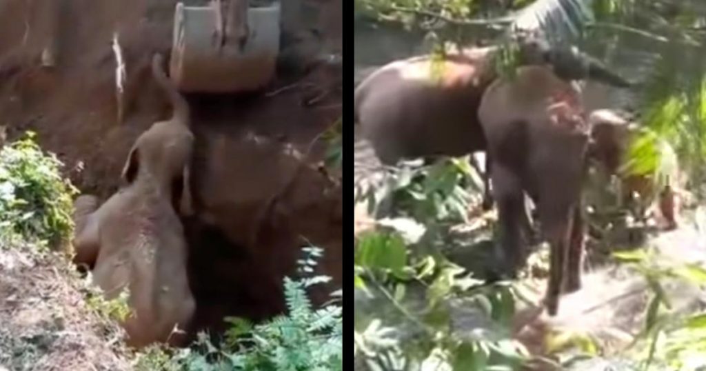 井戸に落ちた赤ちゃんゾウを救助したら、ゾウの家族振り返り感動的な行動をした！