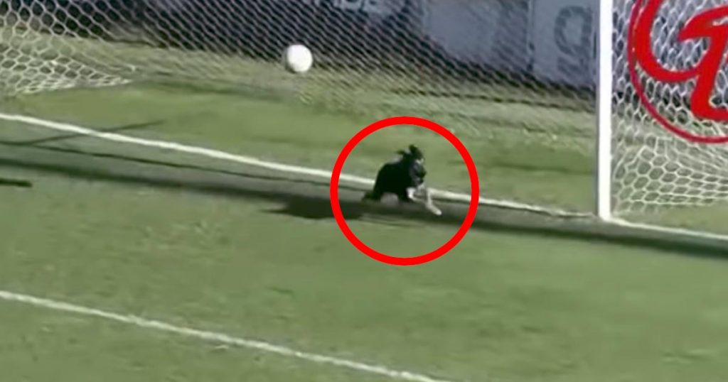 サッカーの試合で犬がナイスセーブ！シュートを放たれたチームの窮地を救い話題に！