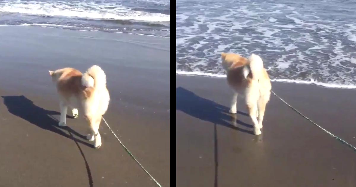 初めて海にやってきた秋田犬。まさか波が押し寄せてくるとは思わず、とんでもない表情と態勢になってしまう動画が可愛すぎると話題に笑