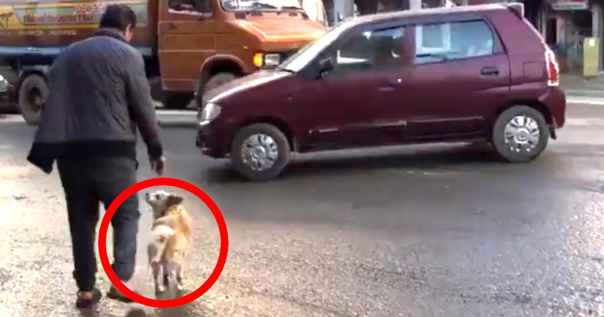 車の往来が激しい通りで撮影された、犬と飼い主さんの道の渡り方が可愛いと話題に！仲良しな2人の姿に世界が癒される！