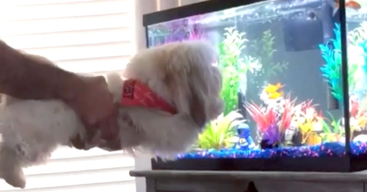 水槽の魚を犬に見せたら、自分も魚になったつもりになって可愛すぎる行動に出た笑