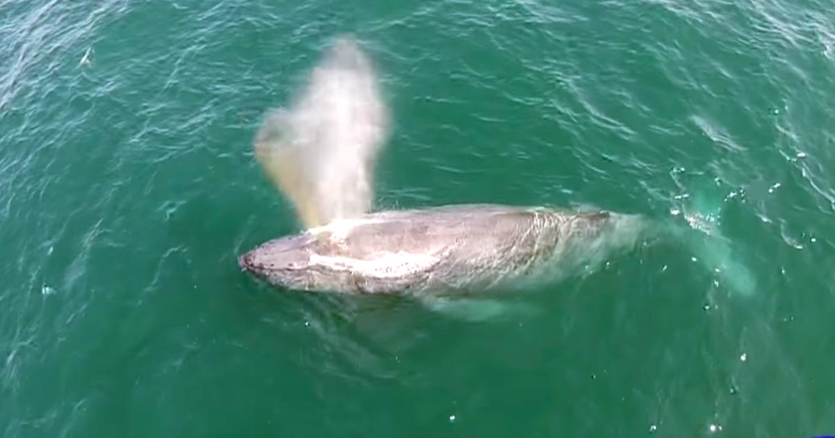 虹を作るザトウクジラの動画が「見るだけで良い事がありそう」と話題に！自然の美しさを感じずにはいられない！