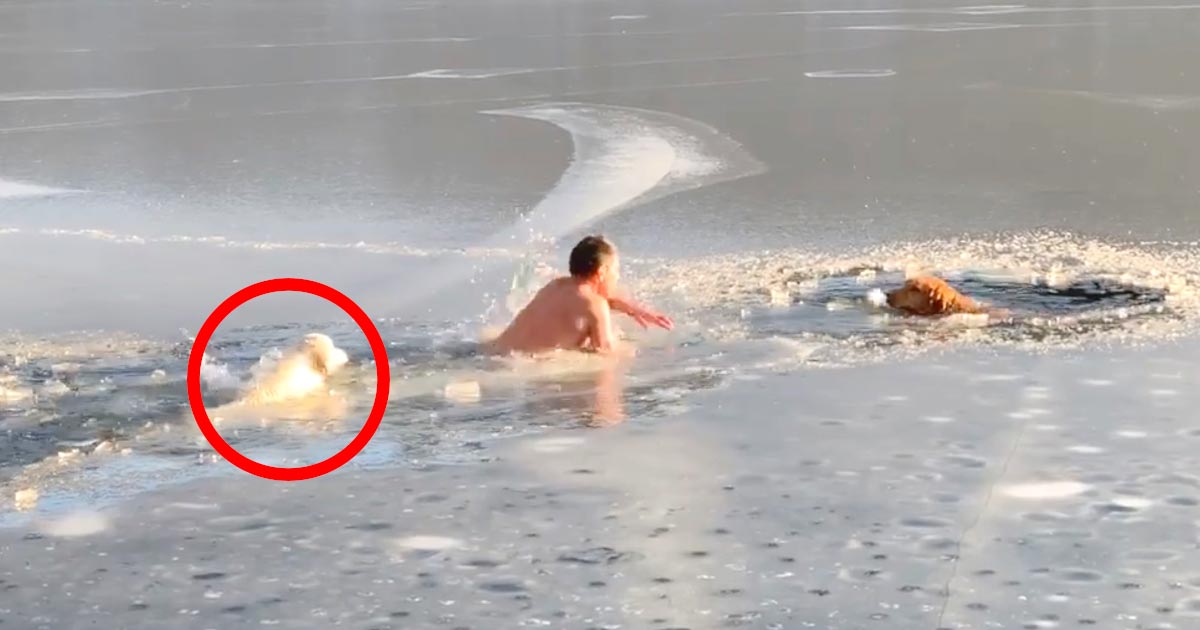 凍る池に落ちた犬を救助するため冷たい水に入った男性。次の瞬間「最愛の友」が男性の後を追った！