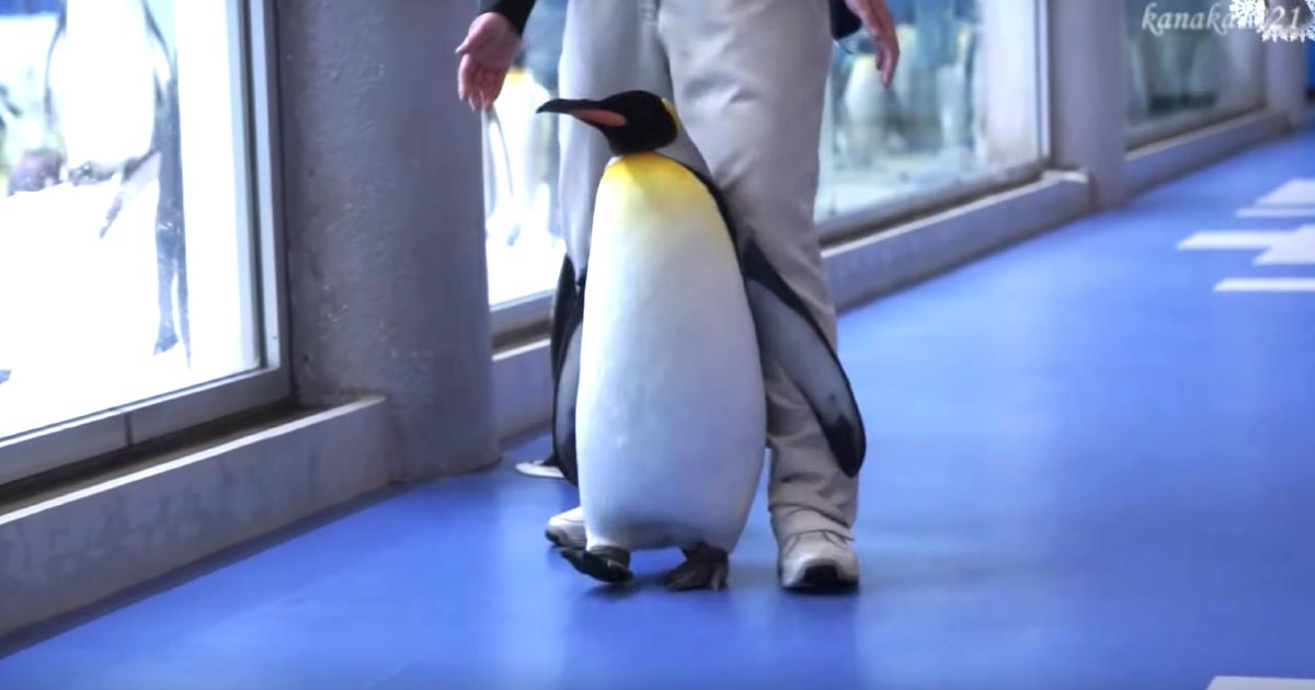 【和歌山】「まだ帰らない！」とダダをこねるペンギンが超可愛い！「抵抗ペンギン」と言われる笑﻿