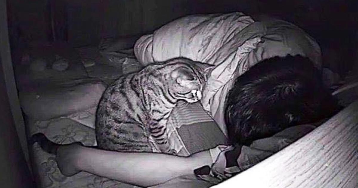 毎晩寝ている間息苦しさを感じていた男性。監視カメラで確認すると、飼い主さんのことが大好きすぎる猫の仕業だったことが判明！