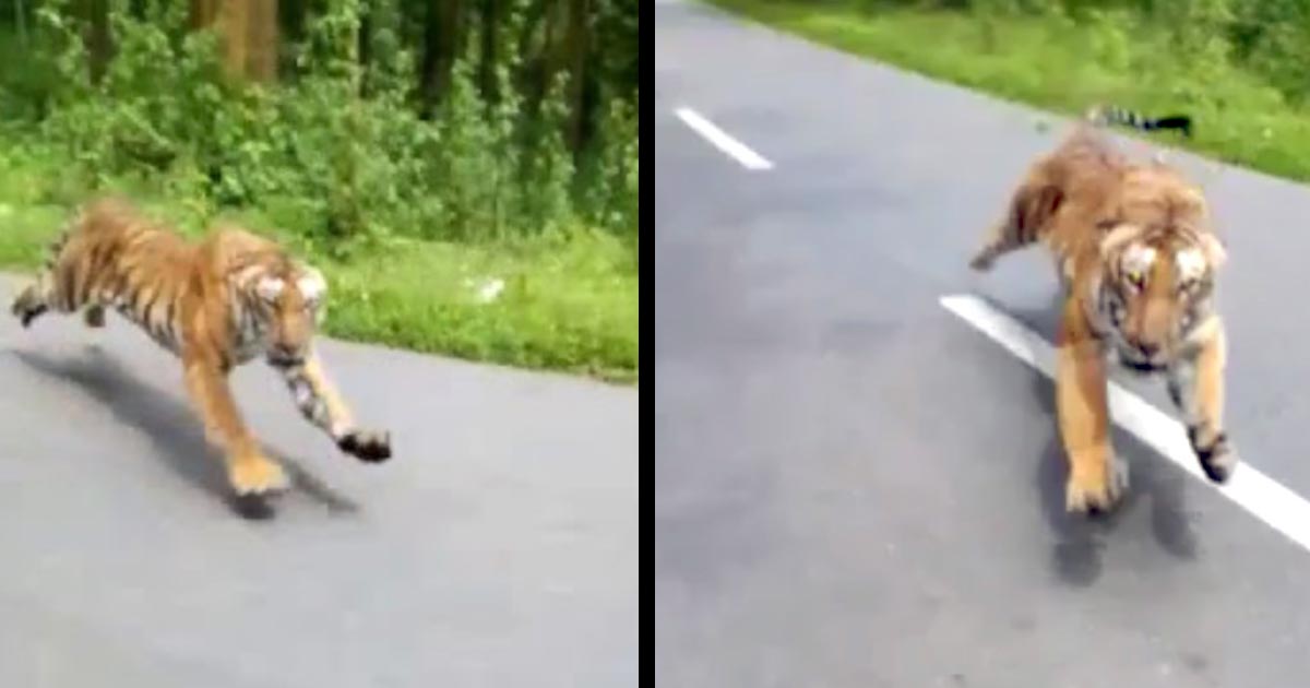 【鳥肌】バイクで走行中、野生のトラが猛スピードで追いかけて来た動画が話題に！あまりの速度にビビる！
