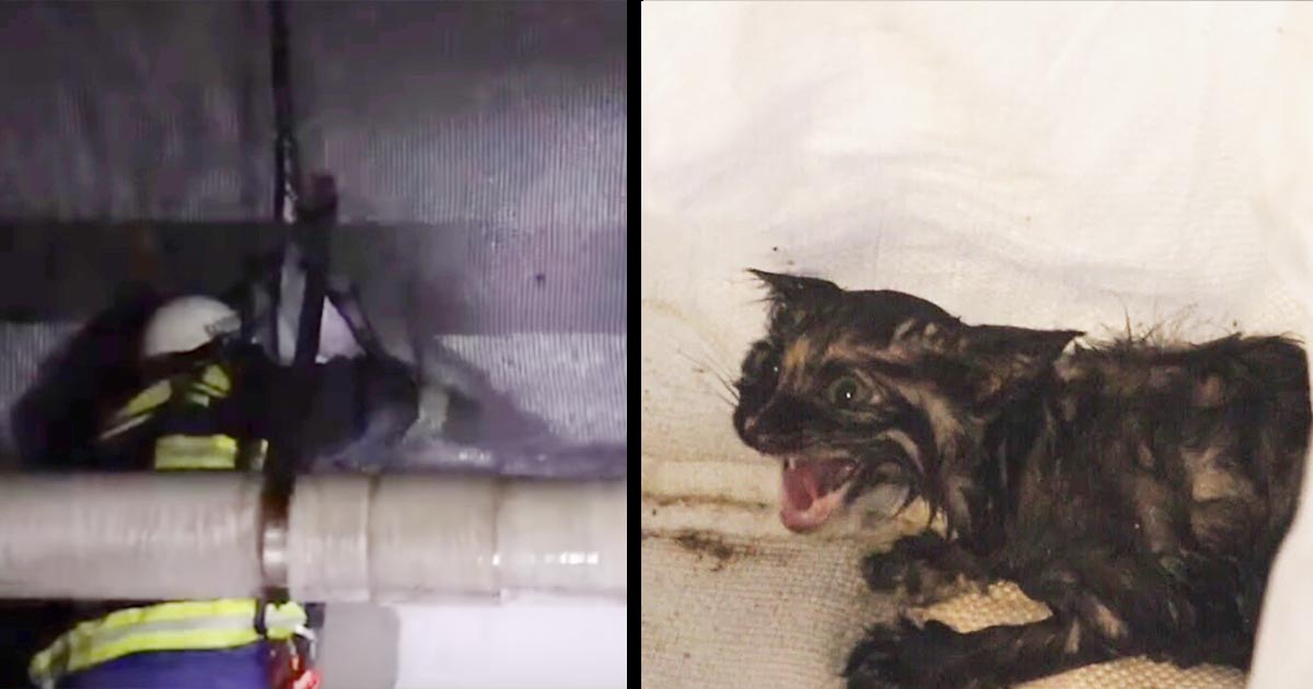 【日本】高速道路の高架下で救助された弱りきった子猫。多くの人の温もりが紡いだ小さな命の1年後の姿に涙！