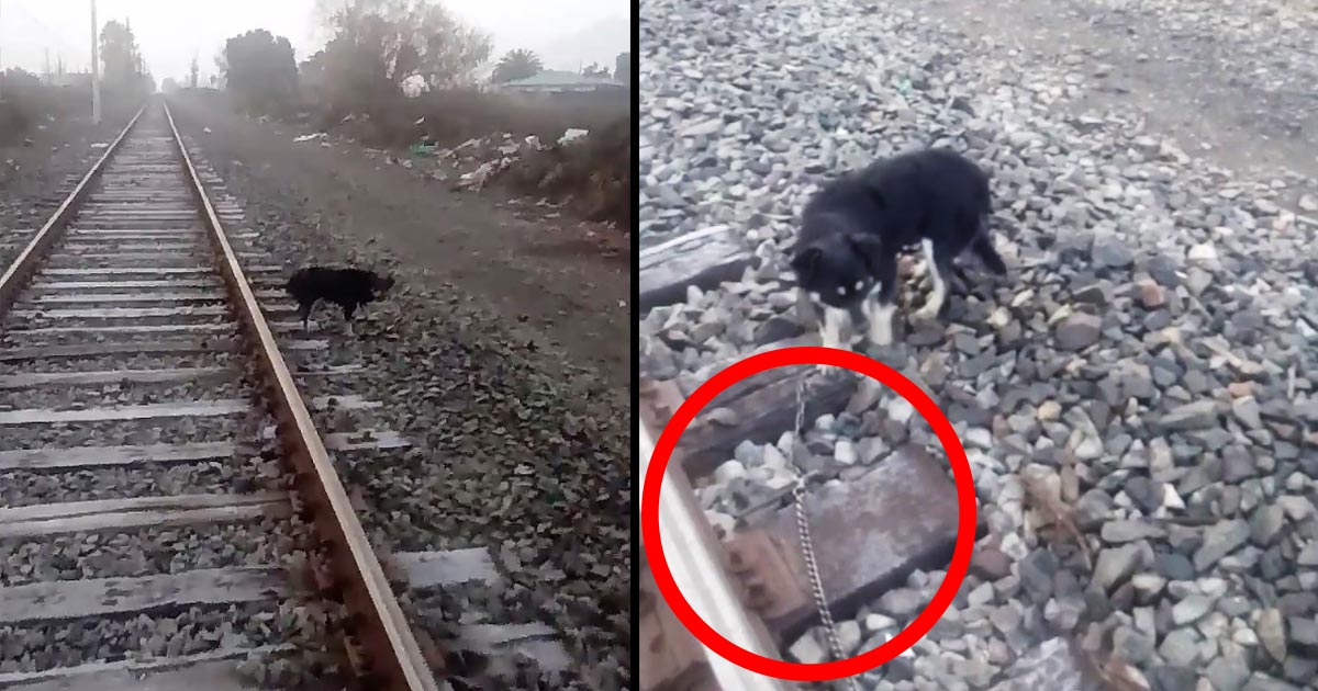 機関車を緊急停車した運転士、線路に繋がれた子犬を救助し話題に！