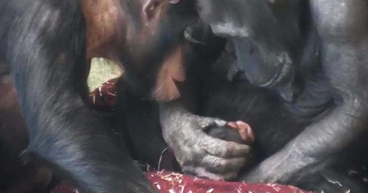 赤ちゃんの誕生を喜ぶチンパンジーのお母さんの取った行動が尊いと話題に！