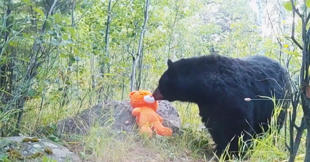 「なんて可愛いんだ！」テディベアと遊ぶ野生の熊が話題に！