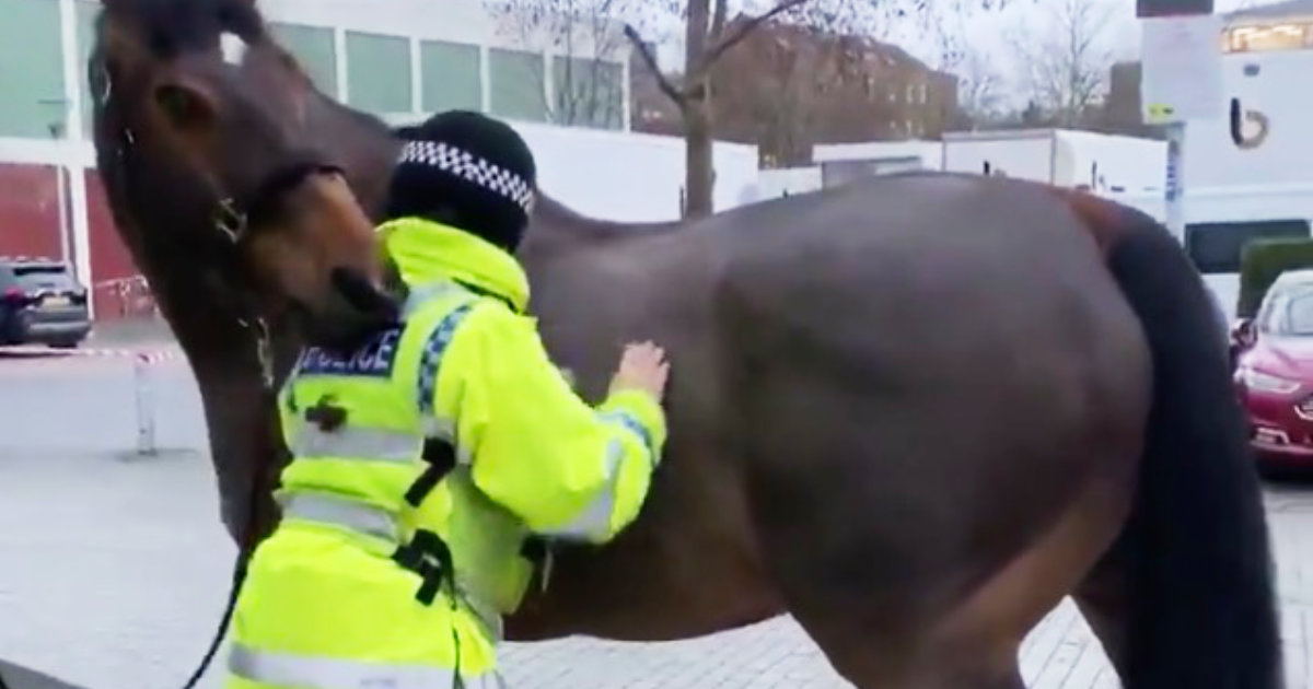 警察官が馬の背中を掻いてあげたら、お礼に馬がやってくれたことが優しいと話題に！