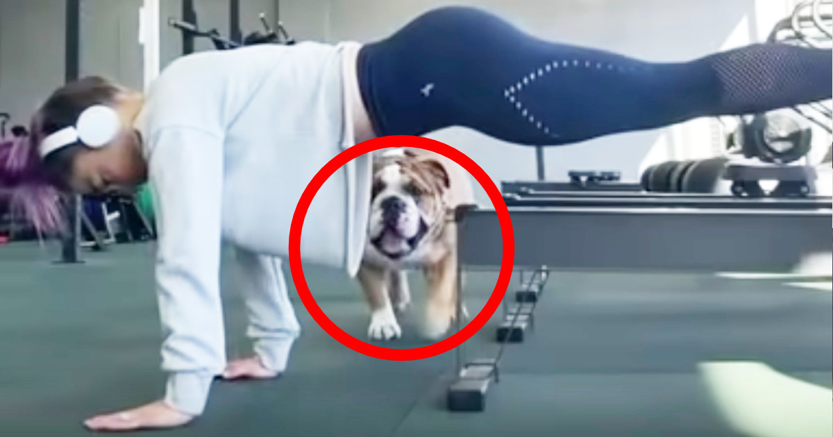 けしからん犬だ！トレーニングをしていたら、スケベな犬がやってきて大変なことになってしまう動画が大人気に！