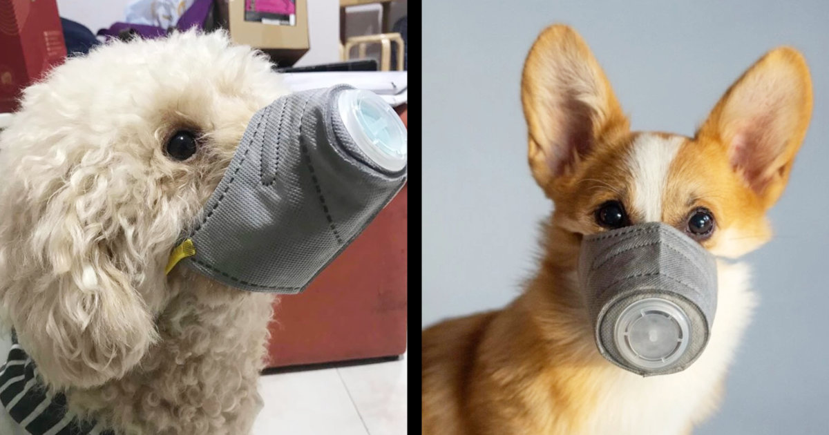 【続報】香港政府、新型コロナ陽性だったペットの犬がウイルス「付着」ではなく飼い主からの「感染」と調査結果発表！感染者は動物と接触せず、ペットの健康状態に変化があれば受診するよう通達