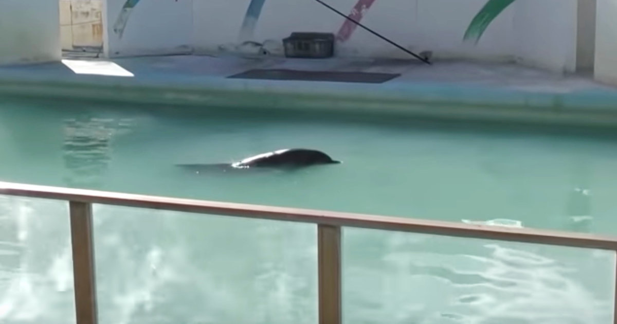 2年もの間、閉館した「犬吠埼マリンパーク」の汚れたプールにひとりぼっちで置き去りにされていたイルカのハニーが亡くなる