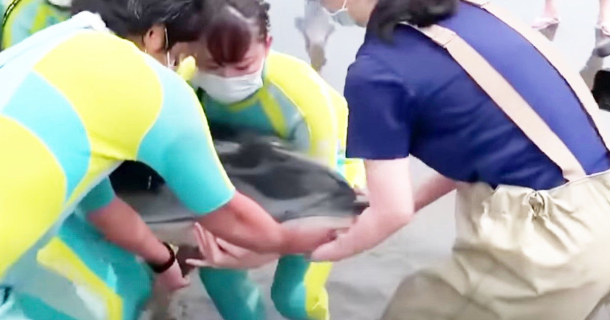 江ノ島にイルカが打ち上げられ、新江ノ島水族館のイルカ担当飼育員たちが活躍！