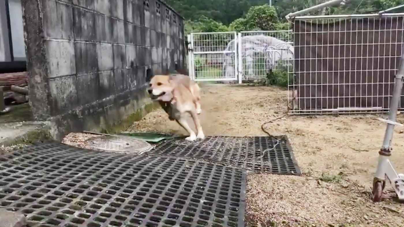 「クッソ笑った！」「プロ中のプロだな」アナウンサーの柴田将平さんが犬の行動を本気で実況した4秒の動画が大人気に！