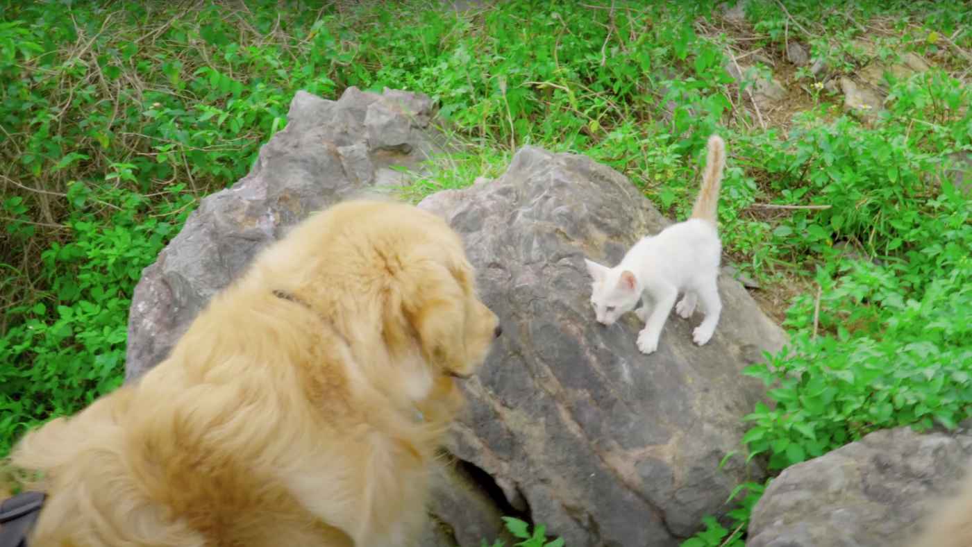 【保護】散歩中に痩せた野良子猫が岩山から頑張って降りてきた！ゴールデンレトリバーの優しい対応に子猫も安心！