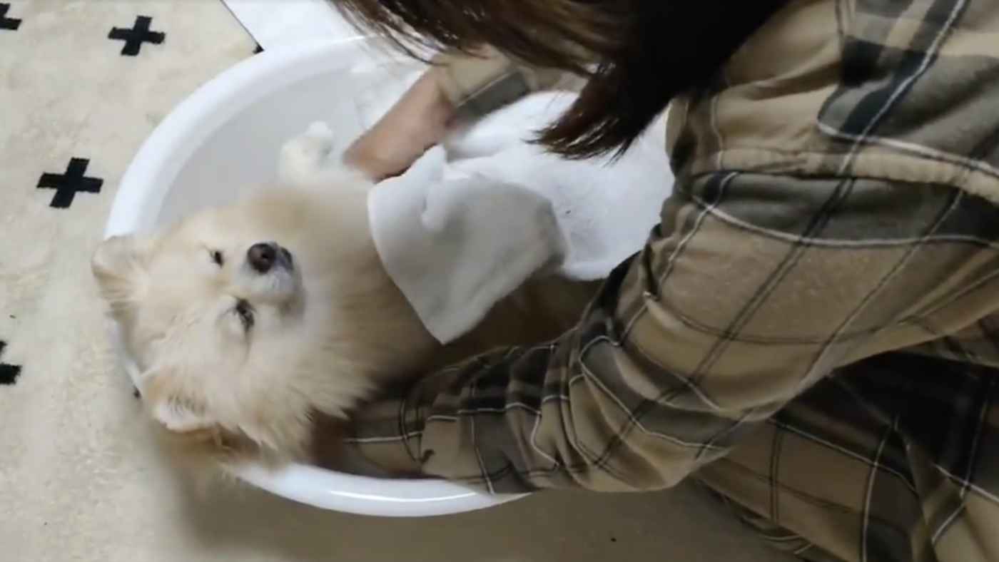 「赤ちゃんの入浴方法を教える祖父と、赤ちゃん役の助手」を犬でやってみた動画が話題に！