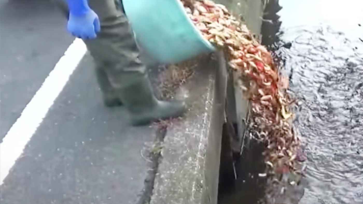 【奈良】業者が大量の金魚を川に不法投棄する現場が撮影され物議！