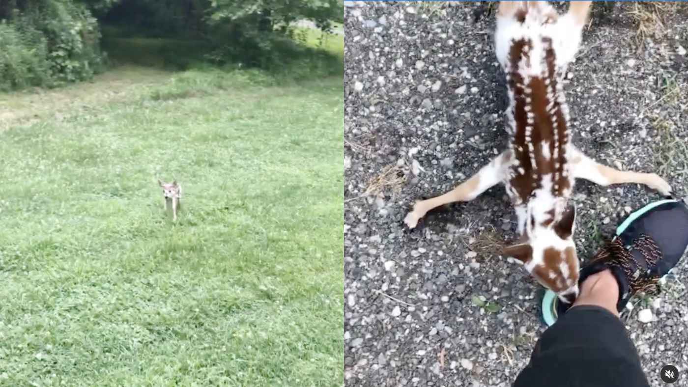 森から立つのもやっとの生まれたばかりの鹿の赤ちゃんが体を擦り寄せ助けを求めてきた！保護から成長しお別れするまでの記録