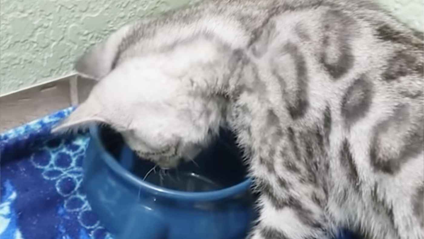 「水」を初めて手で触った子猫が可愛すぎると話題に！