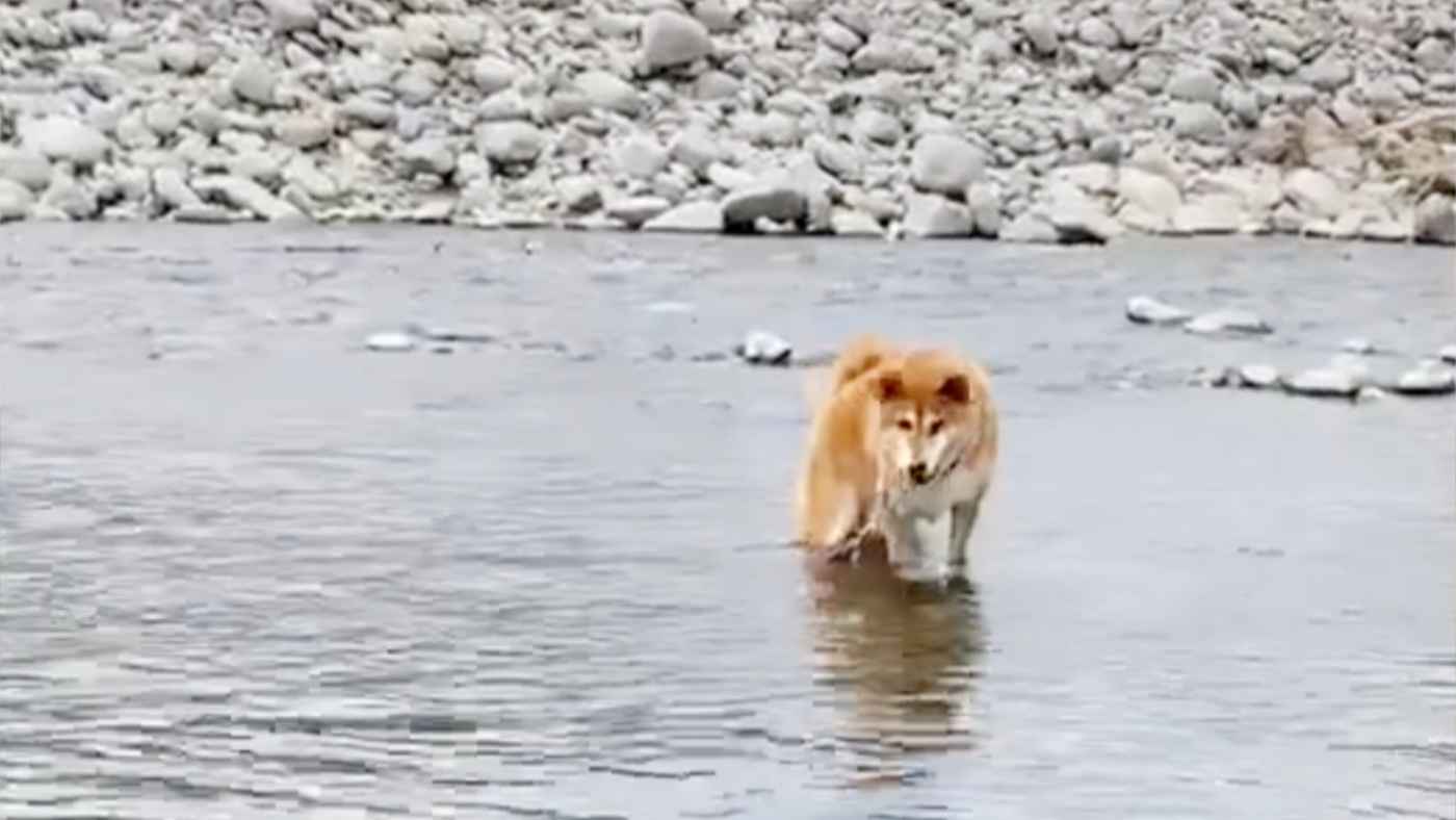川が怖くて動けなくなってしまった柴犬。それを見たゴールデンレトリバーの行動が優しいと話題に！
