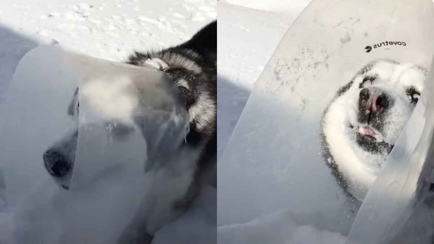 多くの犬が嫌いな「カーラー」を最大限に利用してドヤ顔で雪遊びを満喫するハスキー犬が話題に！