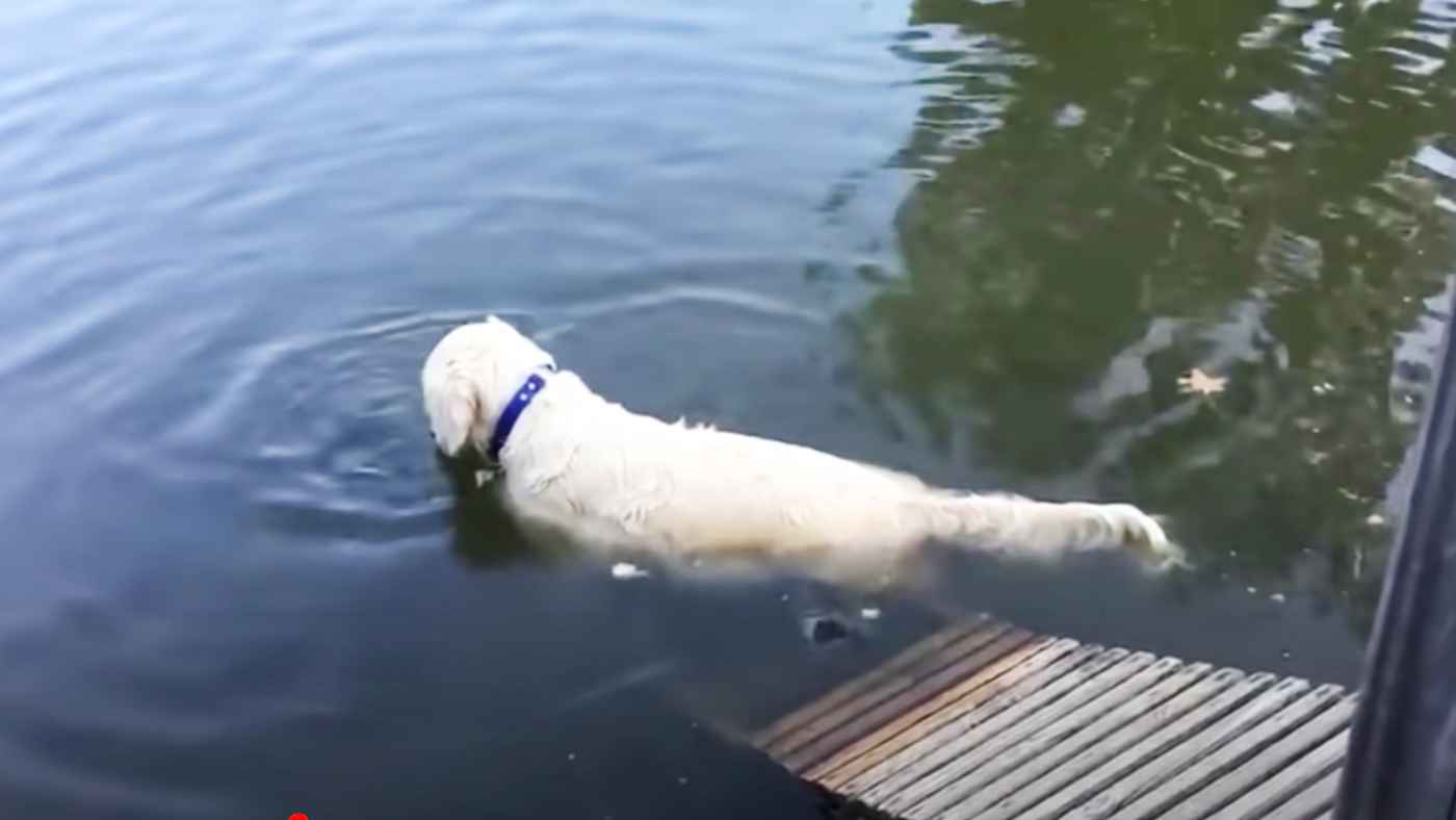 【神業】達人のような集中力で川の魚を捕獲する犬が凄すぎる！