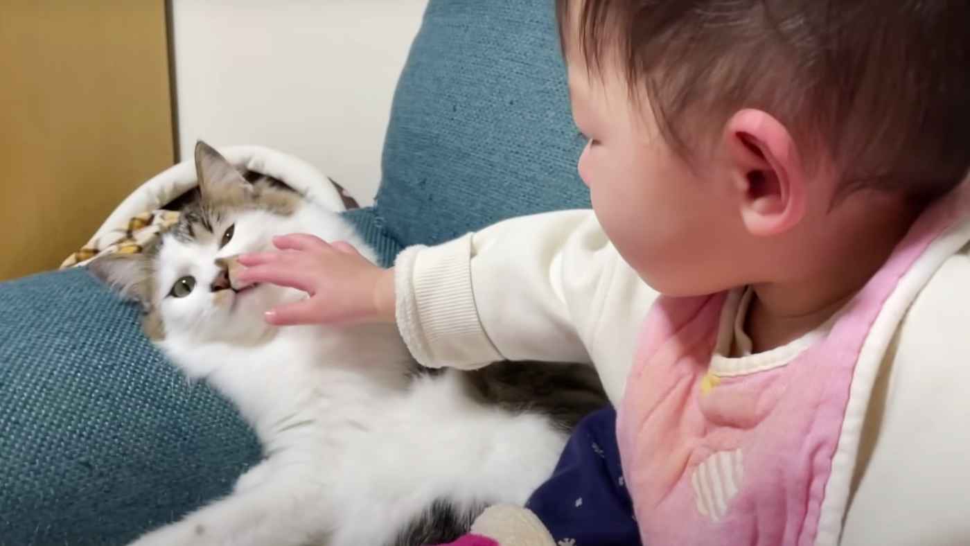 【イケメン猫】赤ちゃんにイタズラされてもちゃんと気遣う猫が可愛すぎると話題に！