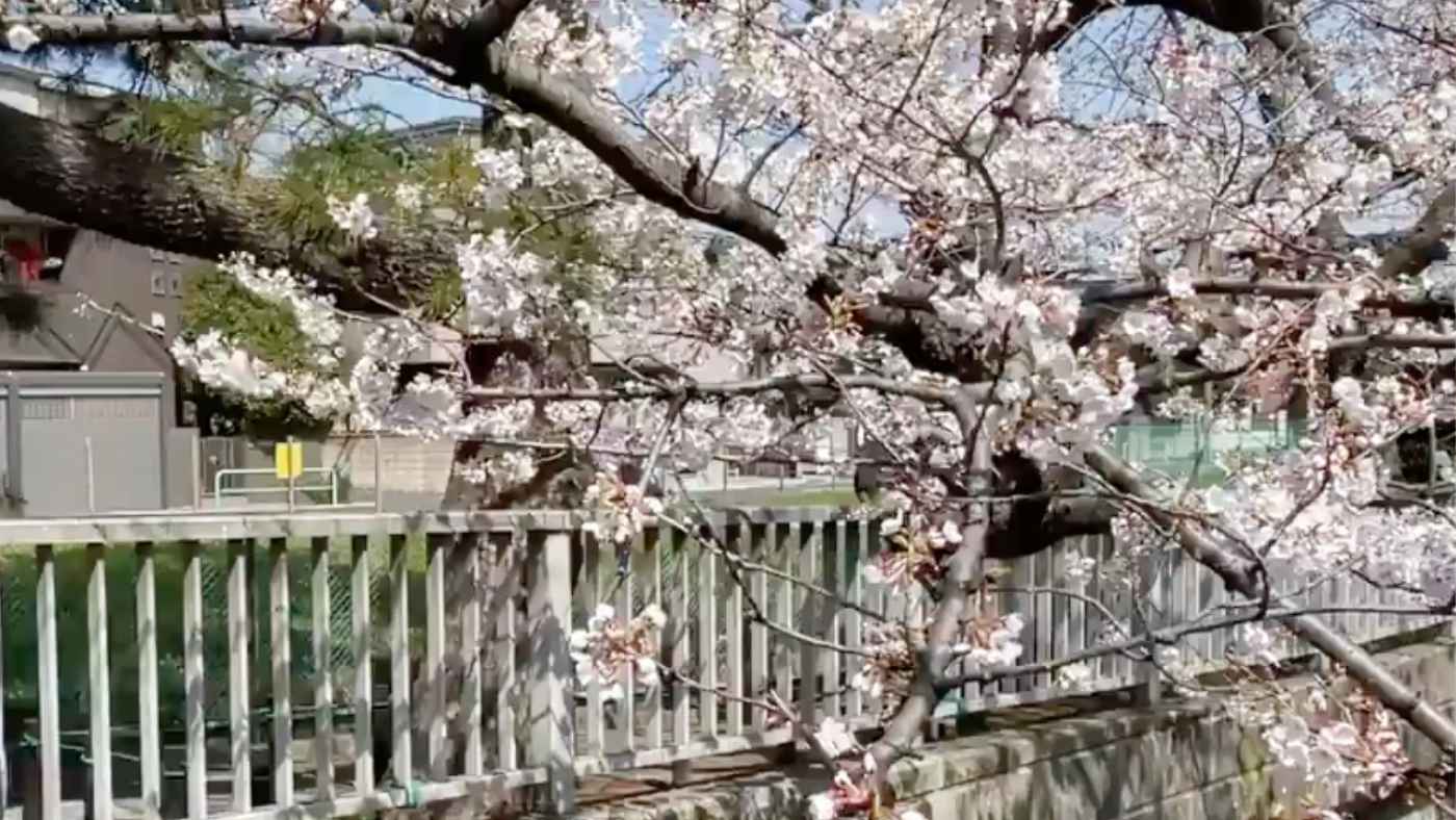 「なんやお前どけや」桜を撮影していたら可愛すぎる邪魔者が入ってしまう動画が話題に！