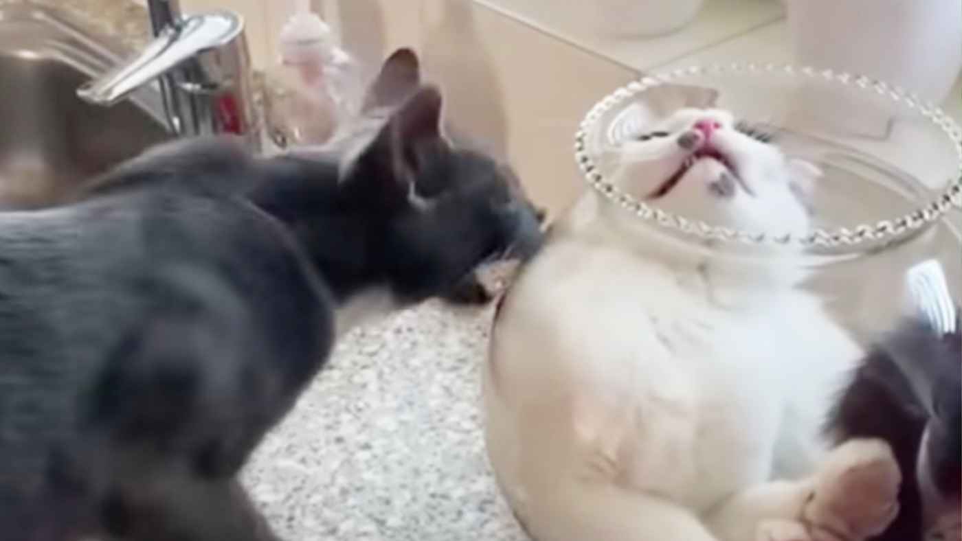 ぜっったいに金魚鉢から出たくない液体猫vs自分も入りたい猫が可愛すぎ！