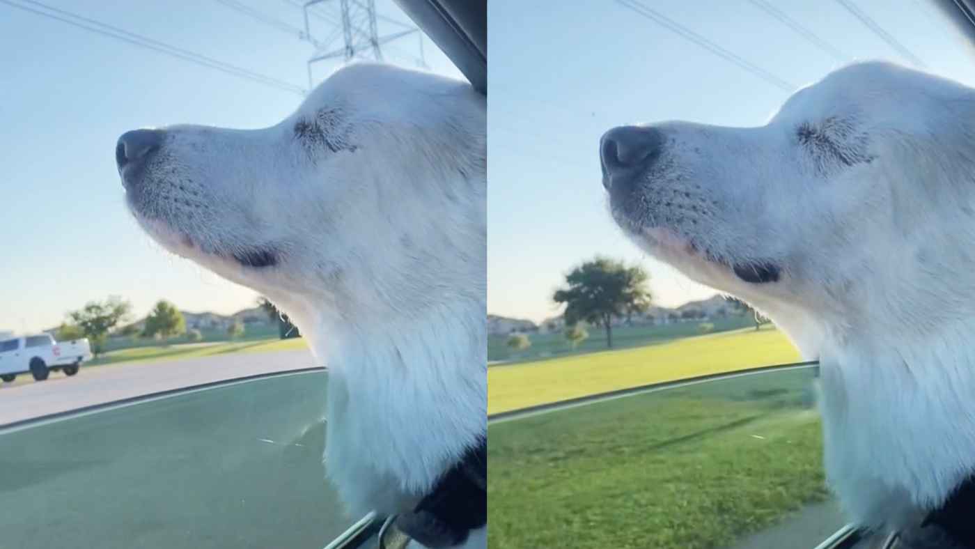 病気で視力を失った犬が、目が見える時から世界で一番好きだった場所に向かう途中に見せた、幸せそうな反応が話題に！