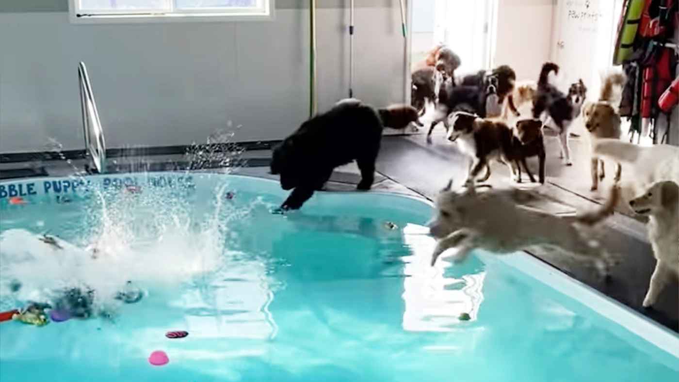 「ストレスが消えた」犬の保育園のプールでテンションMAXになる犬たちの動画が癒されると話題に！