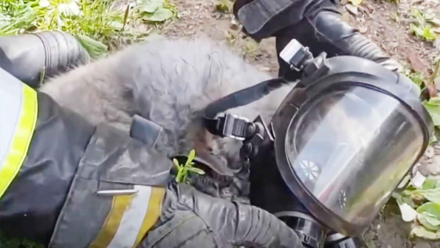 「命に大小なんてない」意識不明の猫を懸命に助ける消防士の姿が話題に！