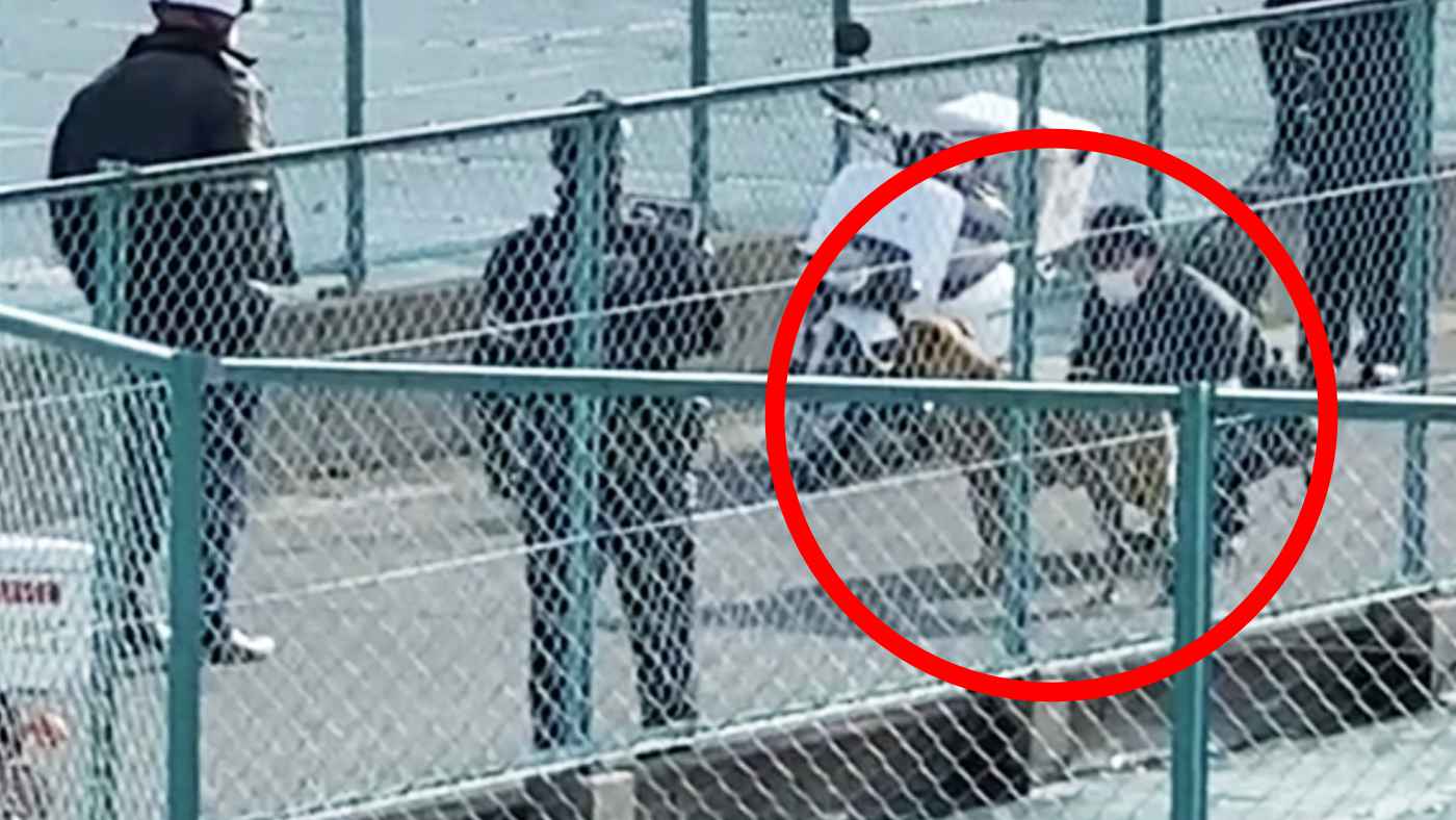 千葉で逃げたピットブルが捕獲される瞬間、警察官の優しい対応と、指示に従い「お座り」するピットブルの動画が話題に！