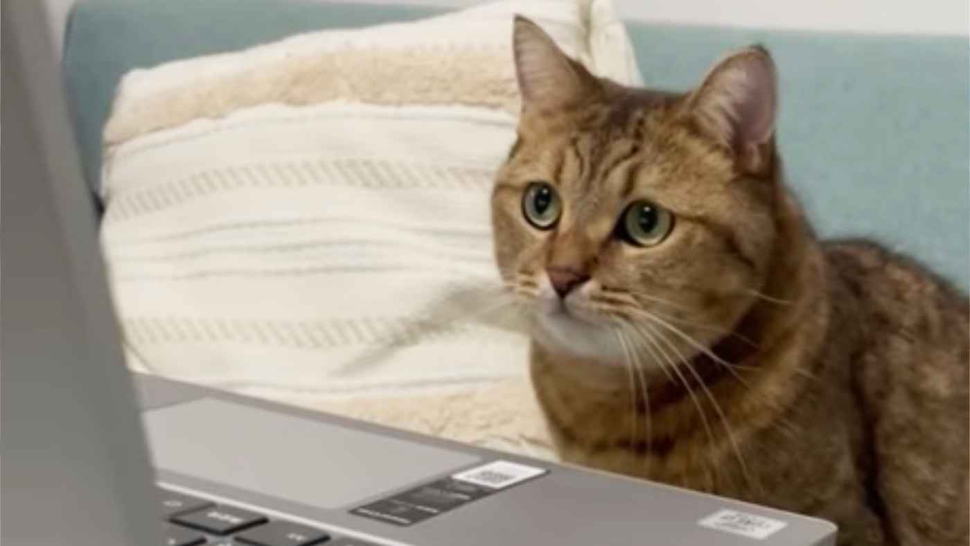 猫がパソコンでアニメばかり観ているのでパソコンを閉じたら不満そうな顔が可愛すぎたと話題に！