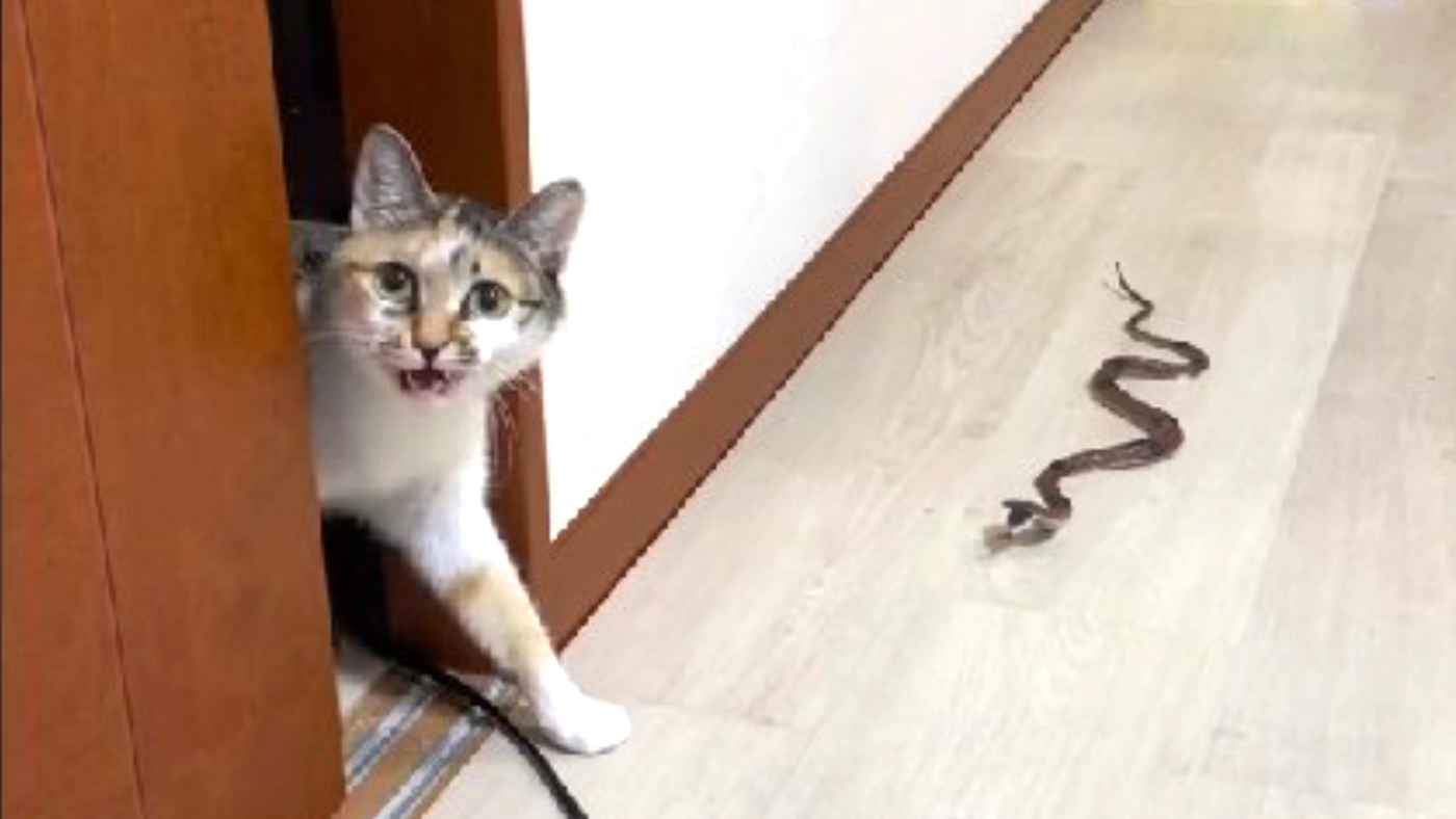 初めて蛇を見た猫の反応が予想外、だけど可愛すぎると話題に！